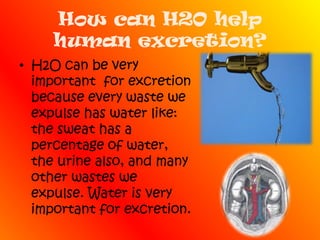 How can H2O help human excretion?H2O can be very important  for excretion because every waste we expulse has water like: the sweat has a percentage of water, the urine also, and many other wastes we expulse. Water is very important for excretion.