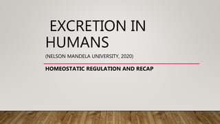EXCRETION IN
HUMANS
(NELSON MANDELA UNIVERSITY, 2020)
HOMEOSTATIC REGULATION AND RECAP
 