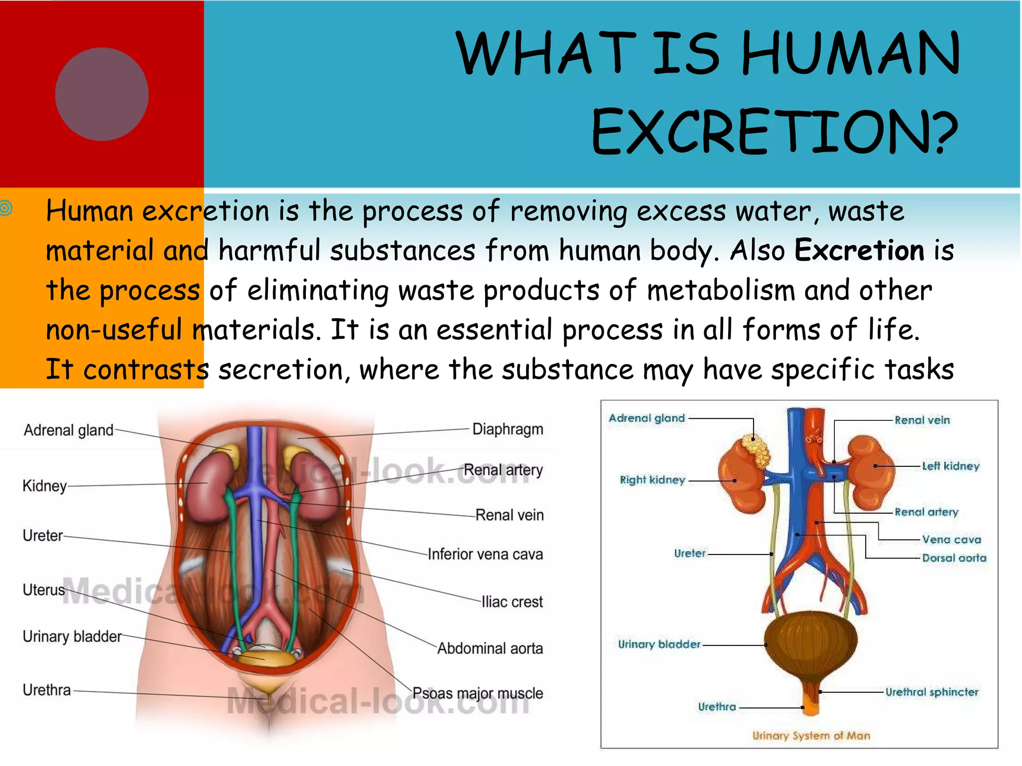 WHAT IS HUMAN EXCRETION? Human excretion is the process of removing excess water, waste material and harmful substances from human body. Also  Excretion  is the process of eliminating waste products of metabolism and other non-useful materials. It is an essential process in all forms of life. It contrasts secretion, where the substance may have specific tasks after leaving the cell. 