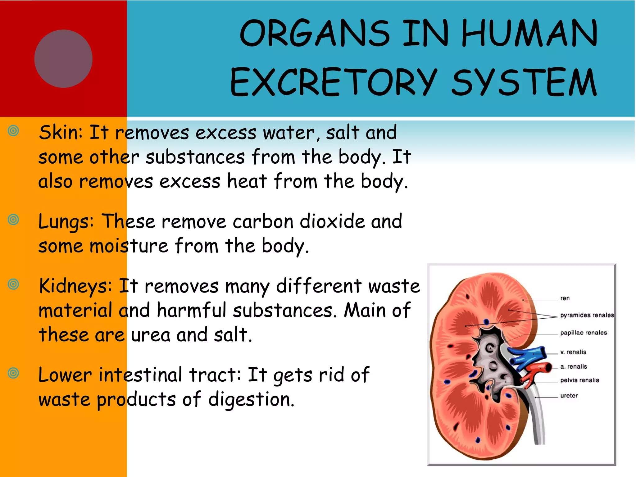 ORGANS IN HUMAN EXCRETORY SYSTEM Skin: It removes excess water, salt and some other substances from the body. It also removes excess heat from the body. Lungs: These remove carbon dioxide and some moisture from the body. Kidneys: It removes many different waste material and harmful substances. Main of these are urea and salt. Lower intestinal tract: It gets rid of waste products of digestion. 