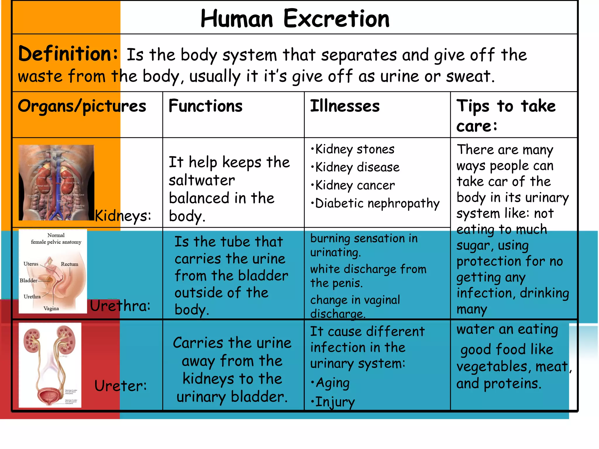 Human Excretion Definition:   Is the body system that separates and give off the waste from the body, usually it it’s give off as urine or sweat. Organs/pictures Functions Illnesses Tips to take care: Kidneys: Kidney stones Kidney disease Kidney cancer Diabetic nephropathy There are many ways people can take car of the body in its urinary system like: not eating to much sugar, using protection for no getting any infection, drinking many water an eating good food like vegetables, meat, and proteins. Urethra: burning sensation in urinating.  white discharge from the penis.  change in vaginal discharge. It help keeps the saltwater balanced in the body. Is the tube that carries the urine from the bladder outside of the body. Ureter: It cause different infection in the urinary system: Aging Injury Carries the urine away from the kidneys to the urinary bladder. 