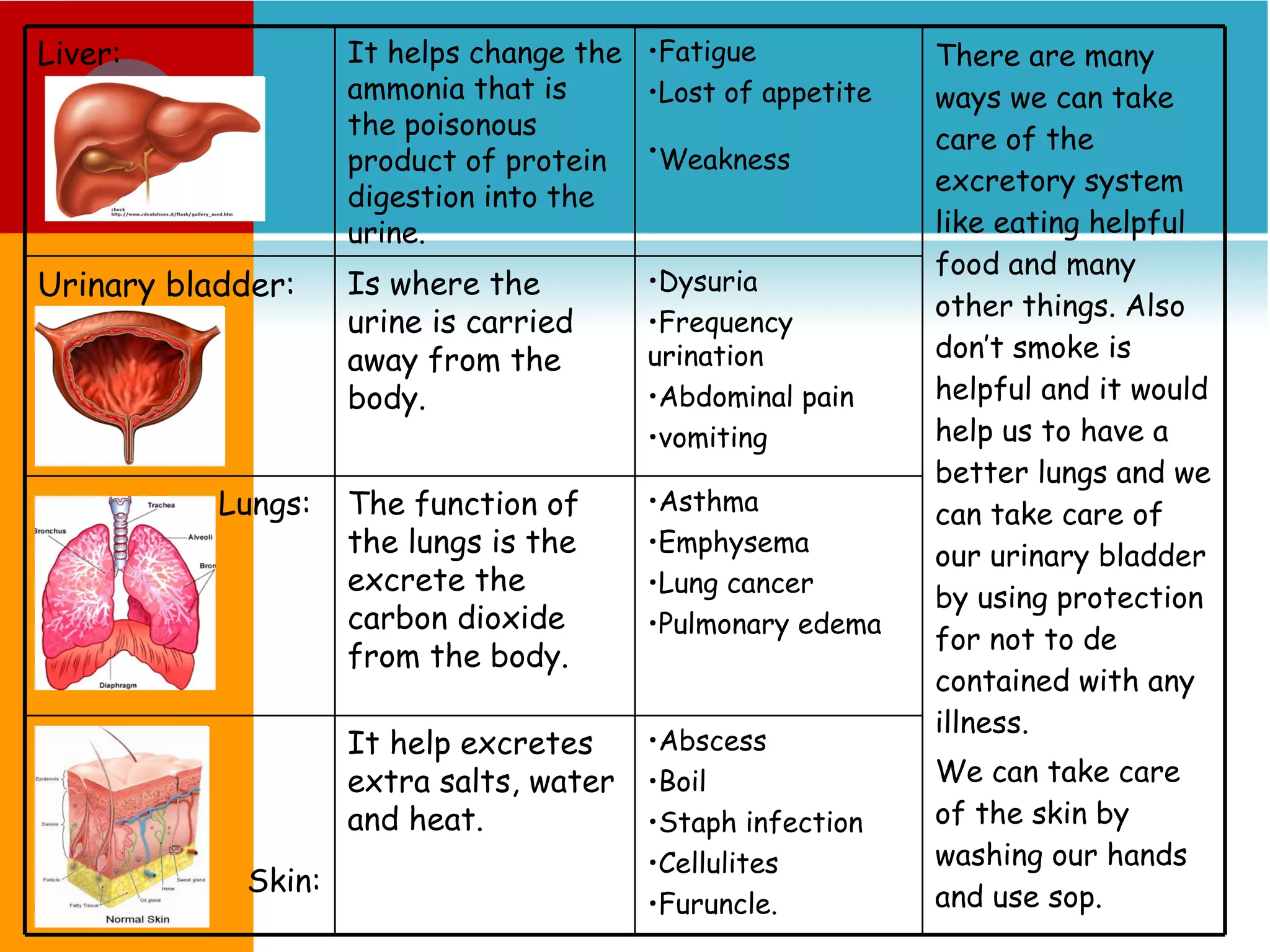 Liver: It helps change the ammonia that is the poisonous product of protein digestion into the urine. Fatigue Lost of appetite Weakness   There are many ways we can take care of the excretory system like eating helpful food and many other things. Also don’t smoke is helpful and it would help us to have a better lungs and we can take care of our urinary bladder by using protection for not to de contained with any illness. We can take care of the skin by washing our hands and use sop. Urinary bladder: Is where the urine is carried away from the body. Dysuria Frequency urination Abdominal pain vomiting Lungs: The function of the lungs is the excrete the carbon dioxide from the body. Asthma Emphysema Lung cancer Pulmonary edema Skin: It help excretes extra salts, water and heat. Abscess Boil Staph infection Cellulites Furuncle. 