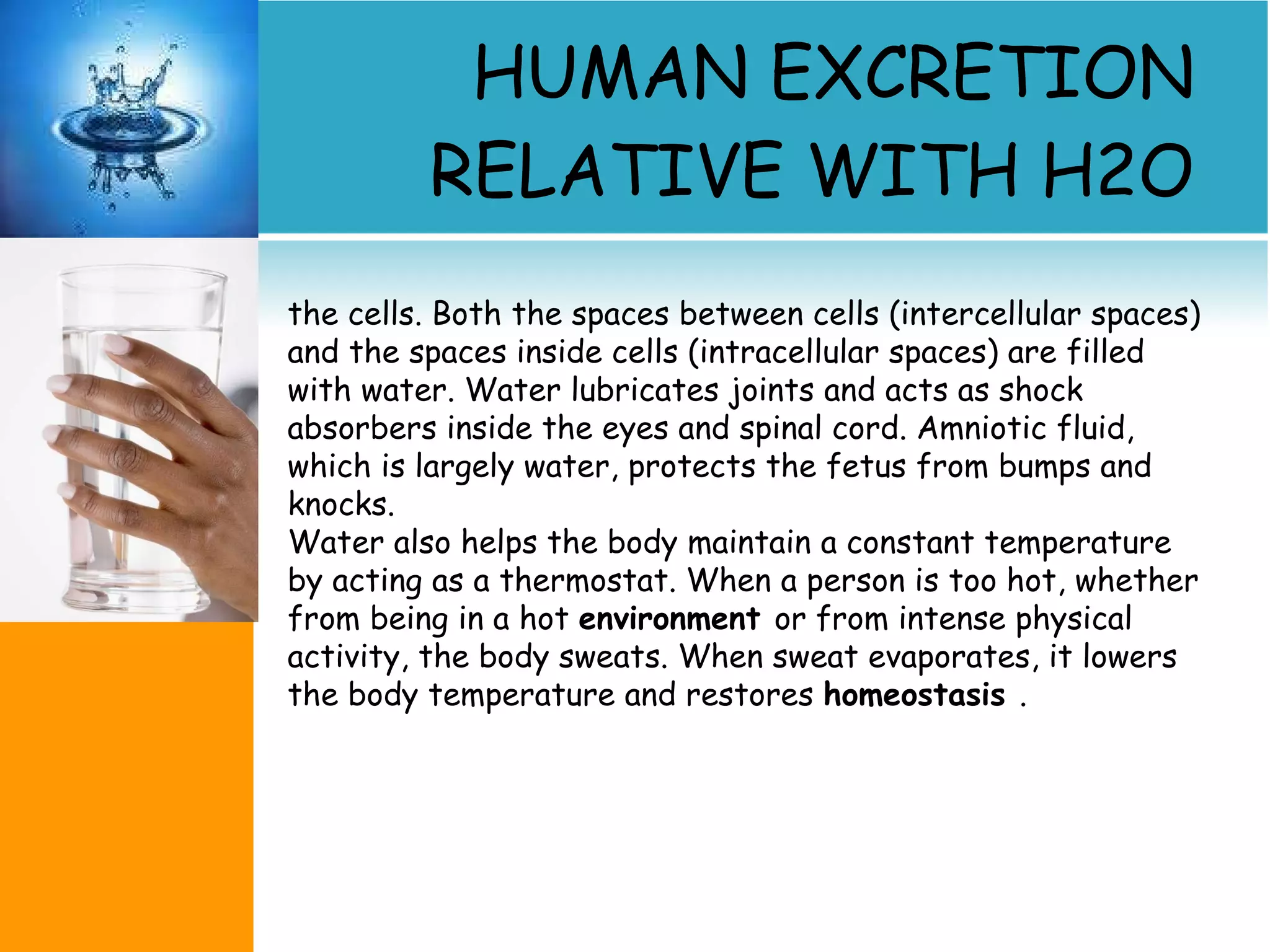 HUMAN EXCRETION RELATIVE WITH H2O the cells. Both the spaces between cells (intercellular spaces) and the spaces inside cells (intracellular spaces) are filled with water. Water lubricates joints and acts as shock absorbers inside the eyes and spinal cord. Amniotic fluid, which is largely water, protects the fetus from bumps and knocks.  Water also helps the body maintain a constant temperature by acting as a thermostat. When a person is too hot, whether from being in a hot  environment  or from intense physical activity, the body sweats. When sweat evaporates, it lowers the body temperature and restores  homeostasis  . 