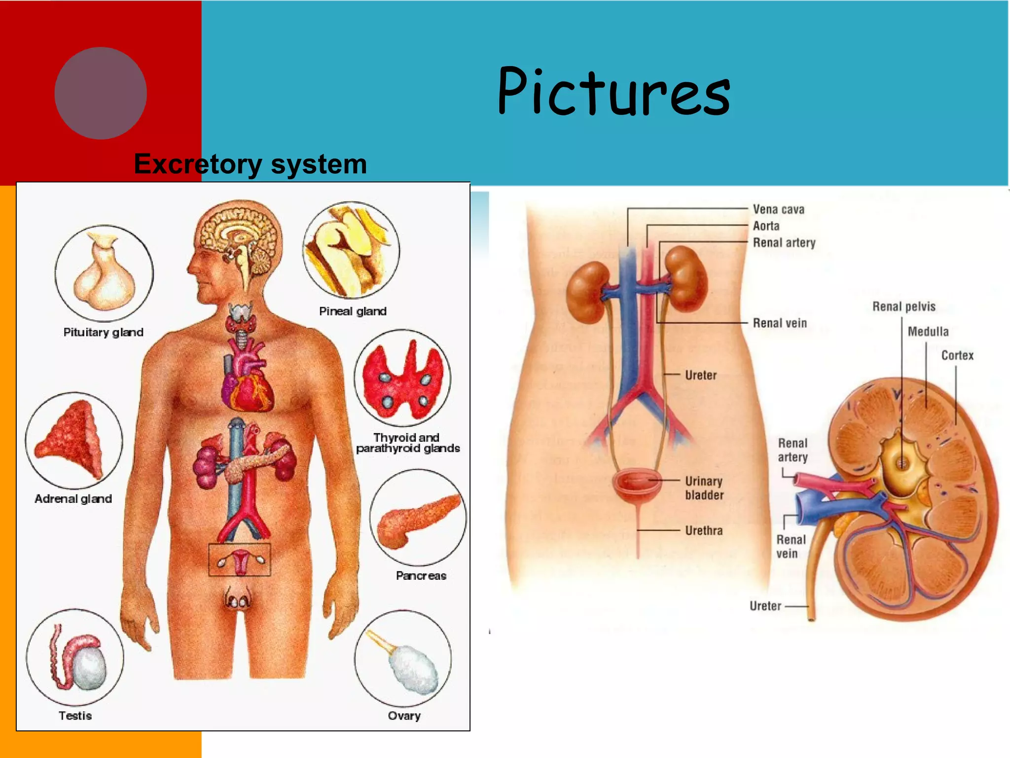 Pictures Excretory system 
