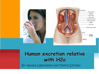 Human excretion relative with H2o 