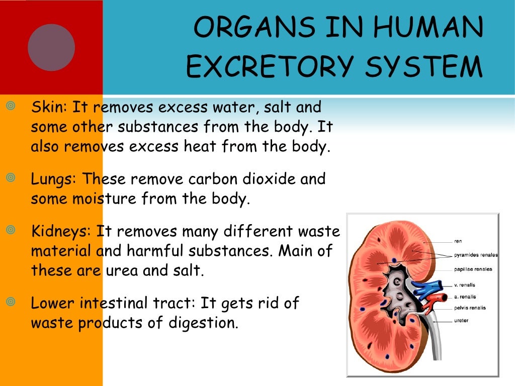 Human excretion with h2 o