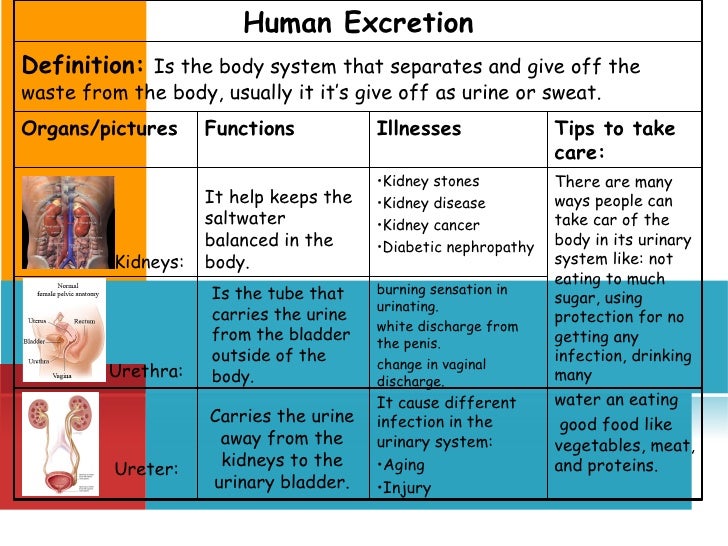 Human excretion with h2 o