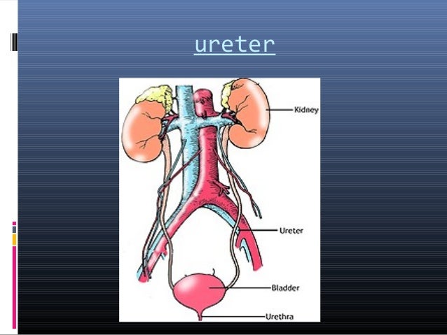 Human excretory system