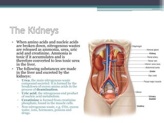 • When amino acids and nucleic acids
are broken down, nitrogenous wastes
are released as ammonia, urea, uric
acid and creatinine. Ammonia is
toxic if it accumulates and is
therefore converted to less toxic urea
in the liver.
• The following substances are made
in the liver and excreted by the
kidneys:
▫ Urea, the main nitrogenous waste
compound secreted. It is formed by the
breakdown of excess amino acids in the
process of deamination.
▫ Uric acid, the nitrogenous end product
of nucleic acid metabolism.
▫ Creatinine is formed from creatinine
phosphate, found in the muscle cells.
▫ Non-nitrogenous waste, e.g. CO2, excess
water, ions, hormones, poisons and
drugs.
 