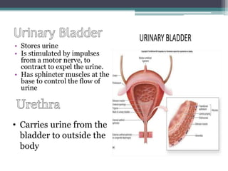 • Stores urine
• Is stimulated by impulses
from a motor nerve, to
contract to expel the urine.
• Has sphincter muscles at the
base to control the flow of
urine
• Carries urine from the
bladder to outside the
body
 