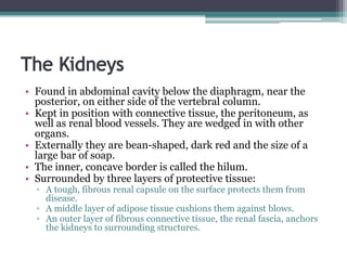 • Found in abdominal cavity below the diaphragm, near the
posterior, on either side of the vertebral column.
• Kept in position with connective tissue, the peritoneum, as
well as renal blood vessels. They are wedged in with other
organs.
• Externally they are bean-shaped, dark red and the size of a
large bar of soap.
• The inner, concave border is called the hilum.
• Surrounded by three layers of protective tissue:
▫ A tough, fibrous renal capsule on the surface protects them from
disease.
▫ A middle layer of adipose tissue cushions them against blows.
▫ An outer layer of fibrous connective tissue, the renal fascia, anchors
the kidneys to surrounding structures.
 