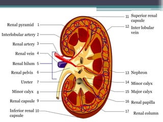 Renal pyramid
Interlobular artery
Renal artery
Renal vein
Renal hilum
Renal pelvis
Ureter
Minor calyx
Renal capsule
Inferior renal
capsule
Superior renal
capsule
Inter lobular
vein
Nephron
Minor calyx
Major calyx
Renal papilla
Renal column
 