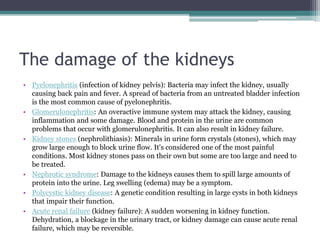 The damage of the kidneys
• Pyelonephritis (infection of kidney pelvis): Bacteria may infect the kidney, usually
causing back pain and fever. A spread of bacteria from an untreated bladder infection
is the most common cause of pyelonephritis.
• Glomerulonephritis: An overactive immune system may attack the kidney, causing
inflammation and some damage. Blood and protein in the urine are common
problems that occur with glomerulonephritis. It can also result in kidney failure.
• Kidney stones (nephrolithiasis): Minerals in urine form crystals (stones), which may
grow large enough to block urine flow. It's considered one of the most painful
conditions. Most kidney stones pass on their own but some are too large and need to
be treated.
• Nephrotic syndrome: Damage to the kidneys causes them to spill large amounts of
protein into the urine. Leg swelling (edema) may be a symptom.
• Polycystic kidney disease: A genetic condition resulting in large cysts in both kidneys
that impair their function.
• Acute renal failure (kidney failure): A sudden worsening in kidney function.
Dehydration, a blockage in the urinary tract, or kidney damage can cause acute renal
failure, which may be reversible.
 