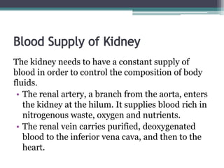 The kidney needs to have a constant supply of
blood in order to control the composition of body
fluids.
• The renal artery, a branch from the aorta, enters
the kidney at the hilum. It supplies blood rich in
nitrogenous waste, oxygen and nutrients.
• The renal vein carries purified, deoxygenated
blood to the inferior vena cava, and then to the
heart.
 