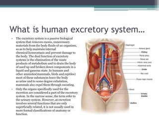 What is human excretory system…
• The excretory system is a passive biological
system that removes excess, unnecessary
materials from the body fluids of an organism,
so as to help maintain internal
chemical homeostasis and prevent damage to
the body. The dual function of excretory
systems is the elimination of the waste
products of metabolism and to drain the body
of used up and broken down components in a
liquid and gaseous state. In humans and
other amniotes(mammals, birds and reptiles)
most of these substances leave the body
as urine and to some degree exhalation,
mammals also expel them through sweating.
• Only the organs specifically used for the
excretion are considered a part of the excretory
system. In the narrow sense, the term refer to
the urinary system. However, at excretion
involves several functions that are only
superficially related, it is not usually used in
more formal classifications of anatomy or
function.
 