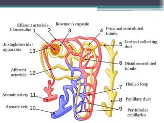 Glomerulus
Efferent arteriole Bowman’s capsule
Proximal convoluted
tubule
Cortical collecting
duct
Distal convoluted
tubule
Henle’s loop
Papillary duct
Peritubular
capillaries
Arcuate vein
Arcuate artery
Afferent
arteriole
Juxtaglomerular
apparatus
 