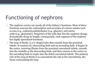Functioning of nephrons
• The nephron carries out nearly all of the kidney's functions. Most of these
functions concern the reabsorption and secretion of various solutes such
as ions (e.g., sodium),carbohydrates (e.g., glucose), and amino
acids (e.g., glutamate). Properties of the cells that line the nephron change
dramatically along its length; consequently, each segment of the nephron
has highly specialized functions.
• The loop of Henle, is a U-shaped tube that extends from the proximal
tubule. It consists of a descending limb and an ascending limb. It begins in
the cortex, receiving filtrate from the proximal convoluted tubule, extends
into the medulla as the descending limb, and then returns to the cortex as
the ascending limb to empty into the distal convoluted tubule. The primary
role of the loop of Henle is to concentrate the salt in the interstitium, the
tissue surrounding the loop.
 