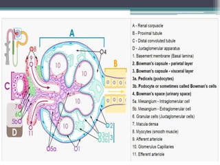 Human excretory system