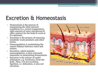 • Homeostasis is the process of
maintaining the ideal internal
conditions (i.e. correct temperature,
right amount of water and glucose &
other solutes) for the body to work at
it’s optimum.
• Excretion is the process of removing
metabolic waste products and other
toxins.
• Osmoregulation is maintaining the
correct balance between water and
solutes.
• Excretion, which includes
osmoregulation, is thus extremely
important in maintaining homeostasis.
• Secretion is the release of useful
substances, e.g. hormones, from the
body. Thus, it is not excretion.
Egestion, i.e. defecation, is also not
excretion.
 