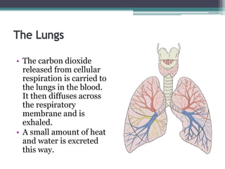• The carbon dioxide
released from cellular
respiration is carried to
the lungs in the blood.
It then diffuses across
the respiratory
membrane and is
exhaled.
• A small amount of heat
and water is excreted
this way.
 