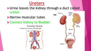 Ureters
Urine leaves the kidney through a duct called
ureter.
Narrow muscular tubes
Connect kidney to Bladder