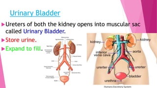 Urinary Bladder
Ureters of both the kidney opens into muscular sac
called Urinary Bladder.
Store urine.
Expand to fill.