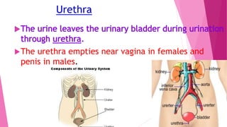 Urethra
The urethra empties near vagina in females and
penis in males.