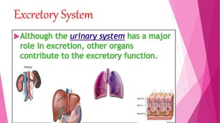 Excretory System