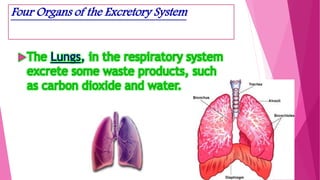 Four Organs of the Excretory System