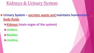 Kidneys & Urinary System
Urinary System – excretes waste and maintains homeostasis of
body fluids.
Kidneys (main organ of the system)
Ureters
Bladder
Urethra