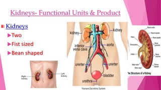 Kidneys- Functional Units & Product
Kidneys
Two
Fist sized
Bean shaped