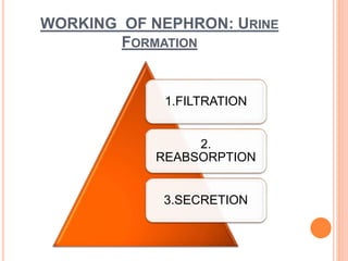 WORKING OF NEPHRON: URINE
FORMATION
1.FILTRATION
2.
REABSORPTION
3.SECRETION
 