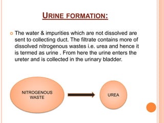 URINE FORMATION:
 The water & impurities which are not dissolved are
sent to collecting duct. The filtrate contains more of
dissolved nitrogenous wastes i.e. urea and hence it
is termed as urine . From here the urine enters the
ureter and is collected in the urinary bladder.
NITROGENOUS
WASTE
UREA
 