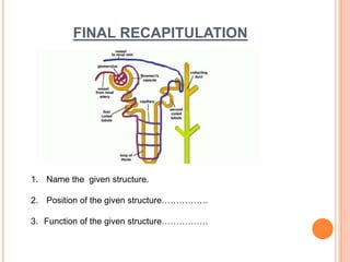 FINAL RECAPITULATION
1. Name the given structure.
2. Position of the given structure…………….
3. Function of the given structure…………….
 