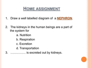 HOME ASSIGNMENT
1. Draw a well labelled diagram of a NEPHRON.
2. The kidneys in the human beings are a part of
the system for
a. Nutrition
b. Respiration
c. Excretion
d. Transportation
3. …………… is excreted out by kidneys.
 