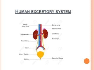 HUMAN EXCRETORY SYSTEM
 
