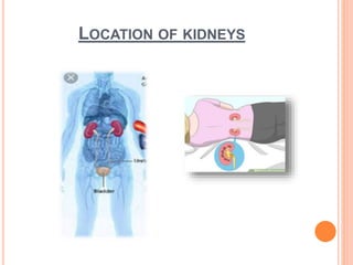 LOCATION OF KIDNEYS
 