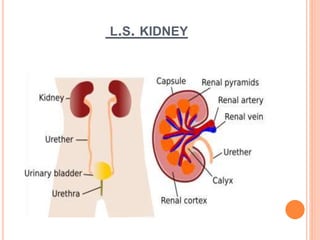 L.S. KIDNEY
 