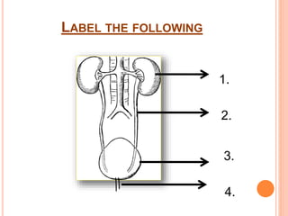 LABEL THE FOLLOWING
1.
2.
3.
4.
 