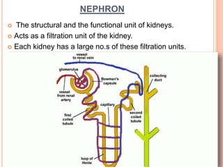 NEPHRON
 The structural and the functional unit of kidneys.
 Acts as a filtration unit of the kidney.
 Each kidney has a large no.s of these filtration units.
 