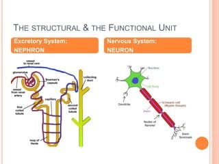 THE STRUCTURAL & THE FUNCTIONAL UNIT
Excretory System:
NEPHRON
Nervous System:
NEURON
 