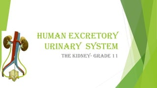Human Excretory
urinary System
The kidney- grade 11

 