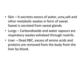 • Skin – It excretes excess of water, urea,salt and
other metabolic wastes in form of sweat.
Sweat is secreted from sweat glands.
• Lungs – Carbondioxide and water vapours are
respiratory wastes exhalaed through nostrils.
• Liver – Dead RBC, excess of amino acids and
proteins are removed from the body from the
liver by blood.
 