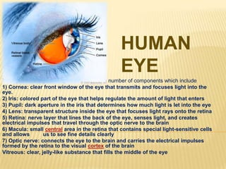 HUMAN
                                                 EYE
The eye is our organ of sight. The eye has a number of components which include
1) Cornea: clear front window of the eye that transmits and focuses light into the
eye.
2) Iris: colored part of the eye that helps regulate the amount of light that enters
3) Pupil: dark aperture in the iris that determines how much light is let into the eye
4) Lens: transparent structure inside the eye that focuses light rays onto the retina
5) Retina: nerve layer that lines the back of the eye, senses light, and creates
electrical impulses that travel through the optic nerve to the brain
6) Macula: small central area in the retina that contains special light-sensitive cells
and allows        us to see fine details clearly
7) Optic nerve: connects the eye to the brain and carries the electrical impulses
formed by the retina to the visual cortex of the brain
Vitreous: clear, jelly-like substance that fills the middle of the eye
 