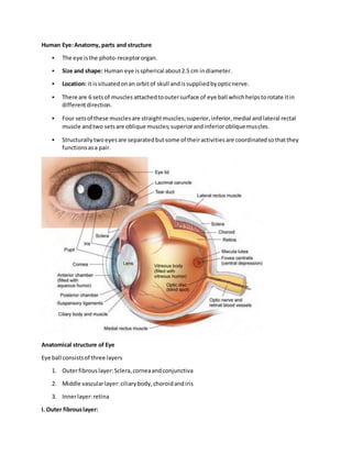 Human Eye:Anatomy, parts and structure
 The eye isthe photo-receptororgan.
 Size and shape: Human eye isspherical about2.5 cm indiameter.
 Location: it issituatedonan orbitof skull andissuppliedbyopticnerve.
 There are 6 setsof muscles attachedtooutersurface of eye ball whichhelpstorotate itin
differentdirection.
 Four setsof these musclesare straightmuscles;superior,inferior,medial andlateral rectal
muscle andtwo setsare oblique muscles;superiorandinferiorobliquemuscles.
 Structurallytwoeyesare separatedbutsome of theiractivitiesare coordinatedsothatthey
functionsasa pair.
Anatomical structure of Eye
Eye ball consistsof three layers
1. Outerfibrouslayer:Sclera,corneaandconjunctiva
2. Middle vascularlayer:ciliarybody,choroidandiris
3. Innerlayer:retina
I. Outer fibrouslayer:
 