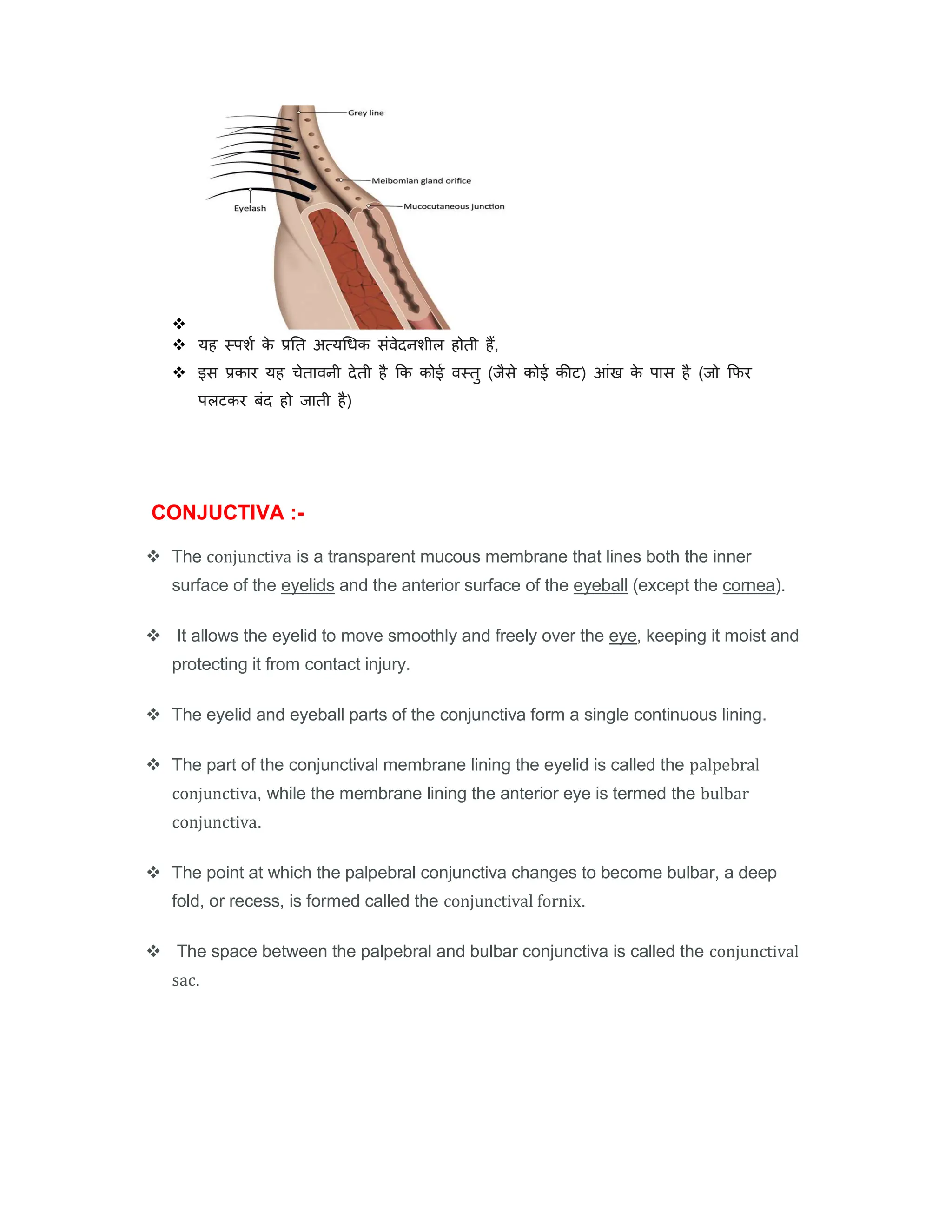 Human Eye Anatomy And Physiology Pdf Pdf