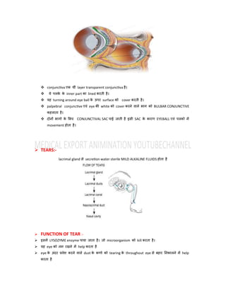 HUMAN EYE anatomy and physiology PDF | PDF