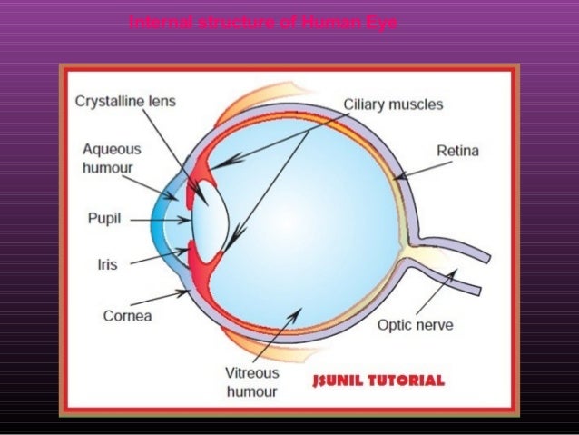 diagram of human eye easy