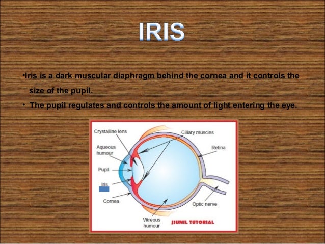 human eye class 10 the amount of light entering the eye is regulated by the size of the