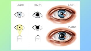 Dimness Vision Examples Human eye and colourful world class 10 .pptx